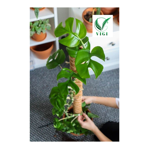 การเปิดตัว2025: เสามะพร้าวคุณภาพสูงสำหรับพืชของคุณ - Product Image 3