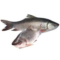 Vendita calda! Pesce ROHU congelato della migliore qualità a basso prezzo dal VIET NAM 2022-prezzo competitivo
