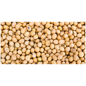 Vente en gros de soja jaune biologique de haute qualité sans OGM soja délicieux vente par fournisseur en gros - Product Image 3