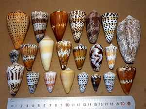 เปลือกหอยในปริมาณมากของเปลือกหอยตกแต่งในราคาที่ดีเหมาะมากสำหรับการตกแต่งและของขวัญ - Product Image 6