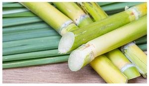 อ้อยแช่แข็งจากเวียดนามราคาดีที่สุดสำหรับผลไม้หวานจำนวนมาก - Product Image 6