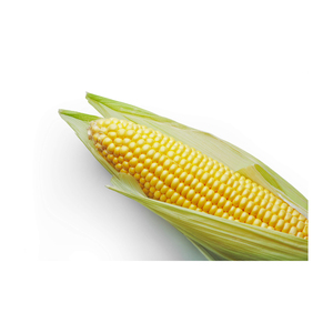 ข้าวโพดหวานดิบบรรจุในถุงบรรจุภัณฑ์50กก. ข้าวโพดสีเหลืองอบแห้งจากธรรมชาติ100% สำหรับพร้อมรับประทานอาหารสำเร็จรูป - Product Image 5