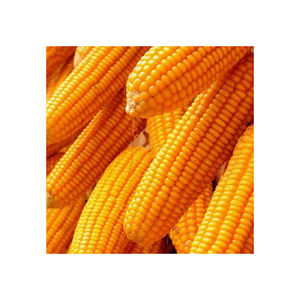 Mejor venta de calidad agrícola Corp producto maíz grano de maíz Natural puro de maíz amarillo maíz - Product Image 3
