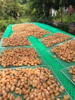 Vietnamese biologische zacht gedroogde rambutan met natuurlijke zoete smaak, AD-proces waterconservering, bulk export tegen concurrerende prijs