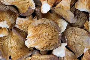 PURE <b>DRIED</b> OYSTER MUSHROOM IMMUNE BOOSTING INGREDIENT <b>PLANT</b> BASED WHOLE FOOD - Product Image 5