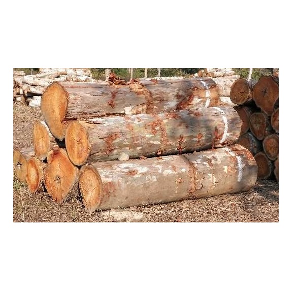 Wholesale Eucalyptus Wood Logs, Timber and Lumber