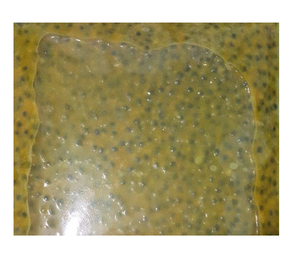 Fruit de la passion frais de haute qualité du Vietnam Meilleur prix pour des fruits frais de la plus haute qualité - Product Image 3