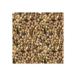 Graines de guar disponibles en vrac pour l'exportation vers les marchés industriels et alimentaires - Product Image 6