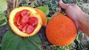 EXTRAIT DE GRAINES DE GAC HERBAL SOURCE DE FRUIT GAC POUR LA CIRCULATION ET LE BIEN-ÊTRE DE LA FONCTION IMMUNITAIRE - Product Image 2