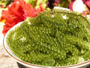 Sea Grape Premium Umibudo <b>Seaweed</b> Harvest Vietnam Factory Supply Hot Sale for Sashimi Dining 99 Gold Data - Product Image 5