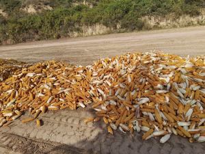 BEST SELLING <b>dried</b> corn rustic farm for decorative use applied in themed display and presentation spaces Vietnam - Product Image 2