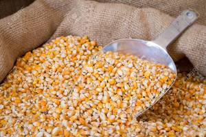 Maíz Amarillo para Palomitas, Maíz Blanco Fresco, No Glutinoso, Sin OMG, 25 kg para Consumo Humano, Venta al por Mayor, En Stock, Precio Económico - Product Image 3