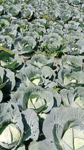 Kubis Cina Organik Segar Bulat Panjang Sayuran Cruciferous Berkualitas Tinggi 10kg Umur Simpan 2 Bulan Taiwan Lam Dong