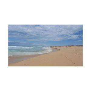 Precios competitivos para pedidos grandes Troncos largos de haya para fabricación de muebles sólidos a granel - Product Image 4