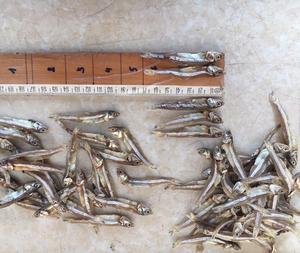 Anchoas secas y saladas de Vietnam envasadas a granel - Product Image 4