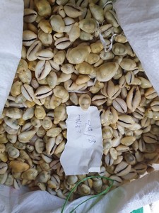 Petites coquilles de cauri naturelles du Vietnam, propres et séchées, coquilles vides blanches avec surface lisse, idéales pour le commerce d'exportation - Product Image 5