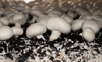 Mousse de tourbe de la Baltique neutralisée Mousse de tourbe crue avec pH ajusté Literie idéale pour les producteurs de champignons