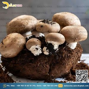 <span class=keywords><strong>CoCo</strong></span> than bùn 5 kg khối than bùn <span class=keywords><strong>Coco</strong></span> cho Chất nền nấm mở rộng để 75L - Product Image 4