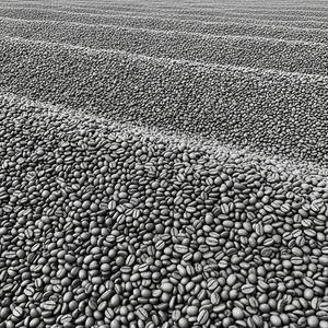 Grains de café Arabica Premium, fraîchement torréfiés, en vrac, pour la vente en gros aux cafés, torréfacteurs, exportateurs et acheteurs du marché mondial - Product Image 1