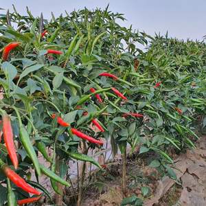 พริกสดคุณภาพส่งออกพรีเมียมจากเวียดนาม - กิมมิน นานาชาติ - Product Image 4