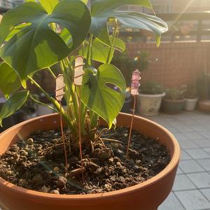 Paquete de 6 Mini Estacas para Plantas de Material EVA con Atrapasoles de Cristal Coloridos - 8 Pulgadas, para Interiores/Exteriores, para Plantas en Maceta - Product Image 2