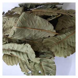 Feuille de goyave séchée en vrac du Vietnam Convient aux sachets de thé Savon fait main Soins des cheveux et plus - Product Image 3