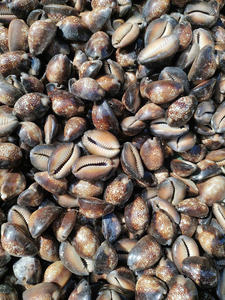 เปลือกหอยตกแต่งด้วยมือแท้สำหรับการตกแต่งบ้านในธีมชายฝั่งที่สวยงามและการจัดแสดงศิลปะทางทะเล - Product Image 2