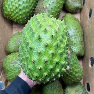 Délicieuse saveur de pulpe de fruit de Sitafal congelée à partir de 100% de levain frais de haute qualité - Product Image 3