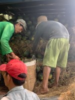 Lage MOQ Beste Prijs Vietnam Verse Watermeloen Zoet Sappig Rood Vlees 2-3kg Hele Fruit Bulk Groothandel Export Aanbod - Mevr. Tarina