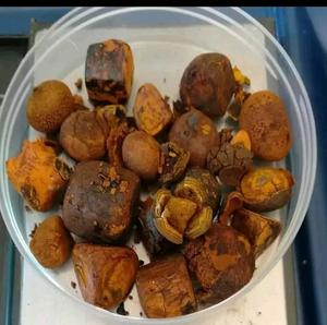 Calculs biliaires OX pour la médecine Pierres naturelles de haute qualité Prix bon marché Livraison rapide en gros à vendre - Product Image 3