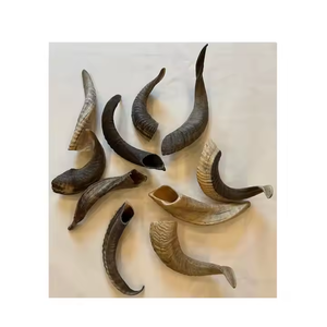 Par de cuernos decorativos de cuerno para beber Ram de calidad estándar para exportación mundial desde India par de cuernos de oveja - Product Image 1