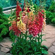 Semi di 200 pezzi di semi di fiori di Larkspur misti in vaso di fiori esotici Larkspur sono il nostro dono