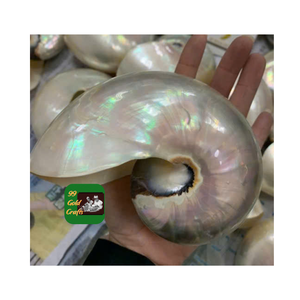 Gran oferta de conchas marinas pulidas NAUTILUS PREMIUM NATURAL DE 99 DATOS DE ORO DE ALTA CALIDAD PARA LA FABRICACIÓN DE JOYERÍA - Product Image 1