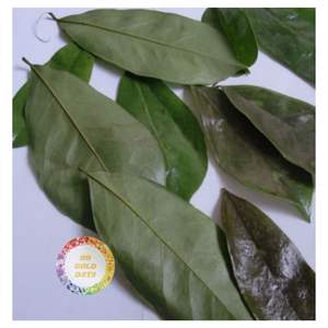 Feuilles de corossol séchées de qualité supérieure en gros du Vietnam, feuilles de graviaola pour la production de thé et le marché d'exportation, distribution mondiale - Product Image 3