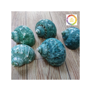 Carcasa de Turbo verde seleccionada a mano, origen de Vietnam, Ideal para coleccionistas, accesorios de acuario o decoración tropical - Product Image 1