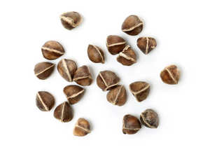 Graines de Moringa Oleifera 100% Pure Naturelle à Vendre - Product Image 3