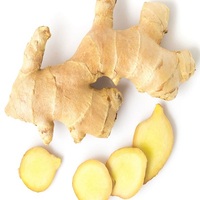Gingembre Biologique (Poudre de Gingembre Séché) Jaune Vif de Thaïlande pour l'Europe - Conforme aux Normes UE Goût Épicé Fort 10Kg/Carton PVC