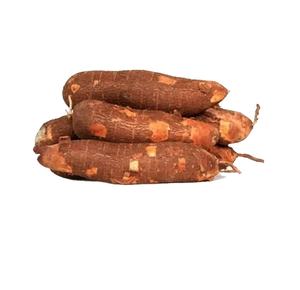 Raíz de Tapioca Fresca al por Mayor, Proveedor de Exportación Directo de Fábrica para Restaurantes, Hoteles, Minoristas y Mercados de Alimentos al por Mayor - Product Image 1