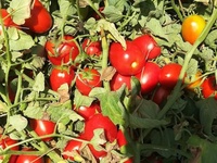 Graines hybrides de tomate Super Star F1