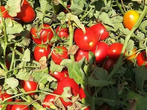 Graines de tomates hybrides Moon Star Super Star F1 - Durée de conservation de 2 ans - Product Image 4