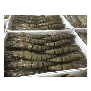 Camarones Tigre HOSO Congelados - Compra al por Mayor de Camarones Tigre para Procesamiento de Alimentos - Product Image 4