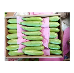 Egypt Hot Sale New Crop Excellent Quality Bulk Quantity Fresh Vegetables Zucchini at Reasonable Market Price