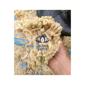 Vietnam High Quality Dried Forest White Moss to Warm <b>Tree</b> Plant - Product Image 4