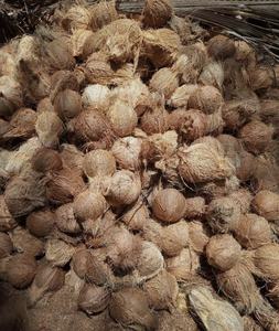 Cocos semidescascarados recién cosechados de Vietnam, venta al por mayor, Coco antiguo, producto agrícola natural de calidad superior - Product Image 2