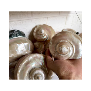 เปลือกหอยเทอร์โบสีเขียวขัดเงาธรรมชาติ - Product Image 1