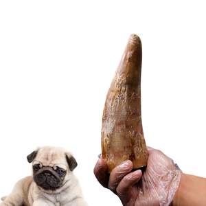 Cuerno de búfalo de calidad superior único para masticar perros \ cuerno de cordero fábrica India mejor calidad agua Natural cuerno de búfalo masticar perros - Product Image 2