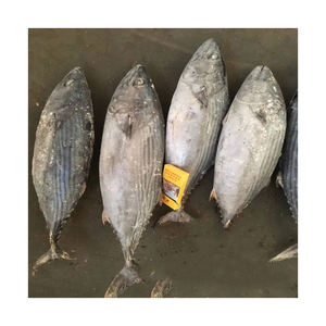 Bonite rayée congelée en vrac stock de gros poisson prêt à l'exportation pour restaurants et commerçants - Product Image 4