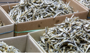 PETITS POISSONS D'ANCHOIS SÉCHÉS 100% de haute qualité du Vietnam Fruits de mer déshydratés de qualité supérieure BLEU LOTUS - Product Image 4