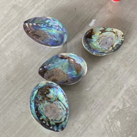 Coquille d'ormeau naturelle Paua pour la création de bijoux artistiques et la conception