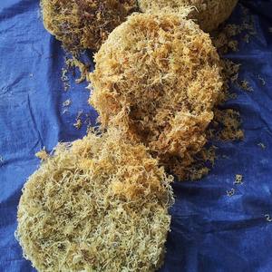 Wholesale Dried <b>Sea</b> <b>Moss</b> Eucheuma Cottonii Raw Irish Seaweed Purple Gold Organic Wildcrafted Spinosum Vietnam Bulk Export - Product Image 5